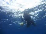 Hawaii Scuba divng 40