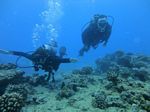 Oahu Diving 16