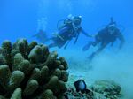 Oahu Diving 01