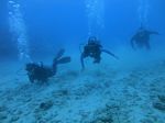 Oahu Diving 26
