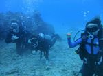 Oahu Diving 31