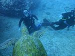 Oahu Diving 32