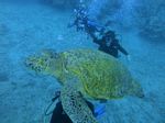 Oahu Diving 33