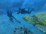 Oahu Diving 34