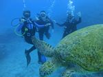 Oahu Diving 37