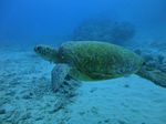 Oahu Diving 40