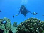 Oahu Diving 50