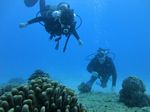 Oahu Diving 51