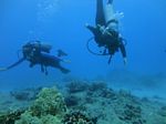 Oahu Diving 52