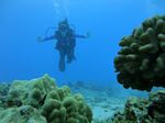 Oahu Diving 53