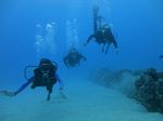 Oahu Diving 57