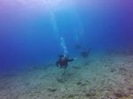 Hawaii Scuba divng 61
