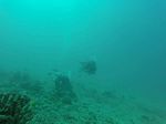 Hawaii Scuba divng 54