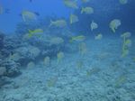 Hawaii Scuba divng 31