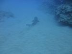 Hawaii Scuba divng 59