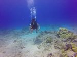 Hawaii Scuba divng 36