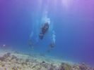 Hawaii Scuba divng 56