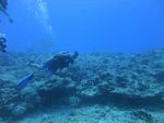 Hawaii Scuba divng 21
