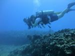 Hawaii Scuba divng 68