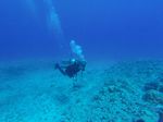 Hawaii Scuba divng 39