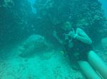 Hawaii Scuba divng 42