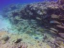Hawaii Scuba divng 73
