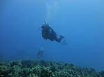 Hawaii Scuba divng 72