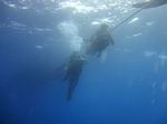 Hawaii Scuba divng 09