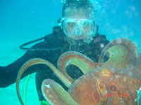 Hawaii scuba diving reviews