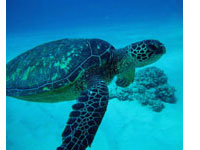 Hawaii Scuba Green Sea turtles