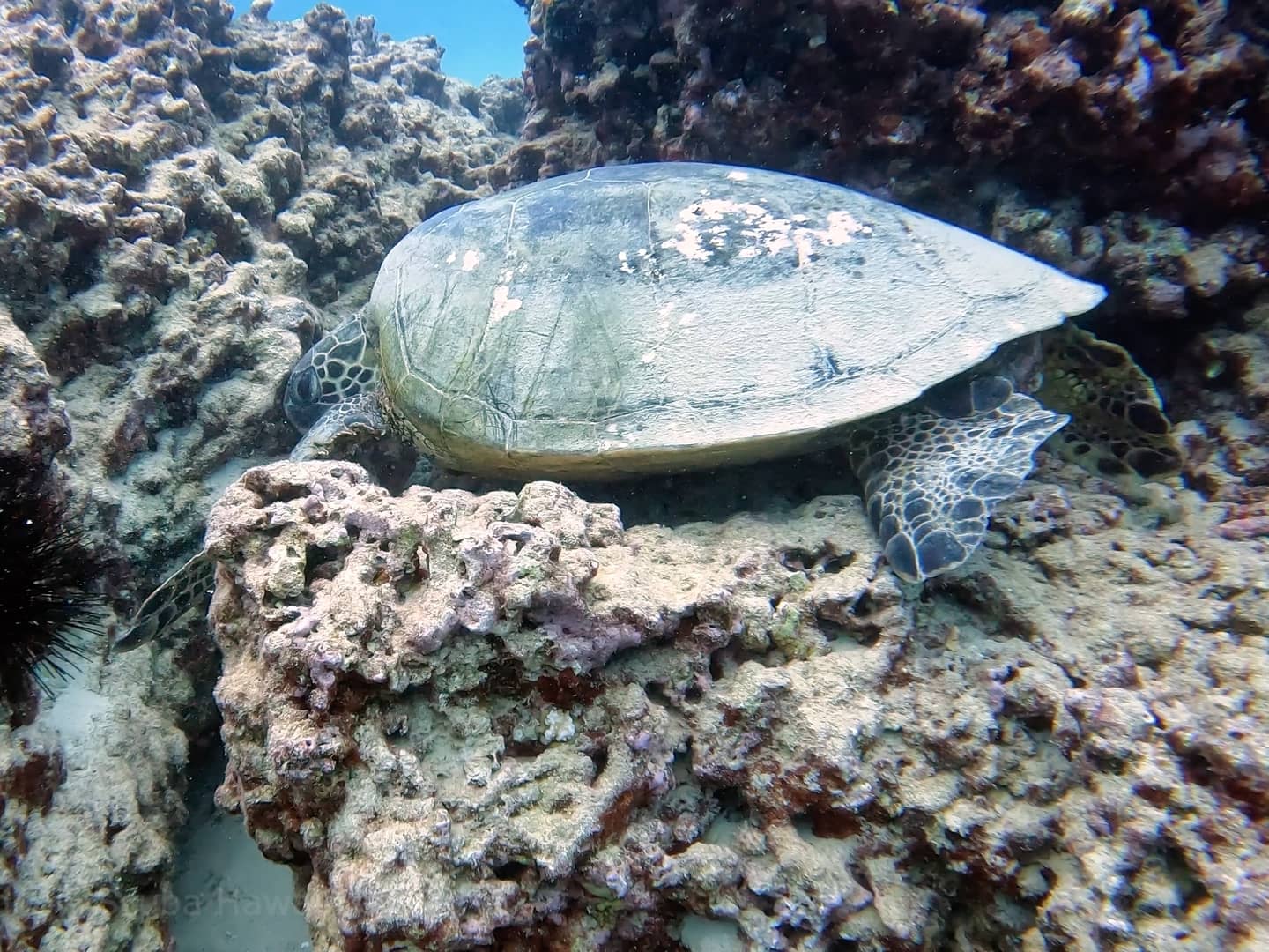 Captivating underwater habitats in Honolulu