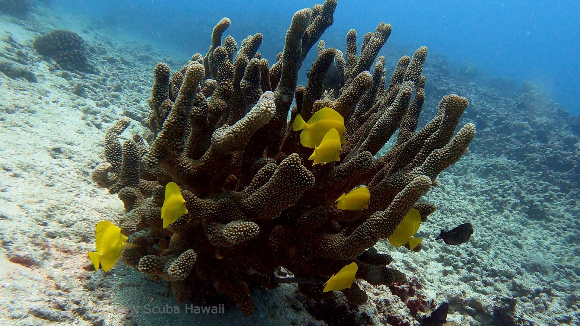 Corals at Horseshoe Reef in Honolulu