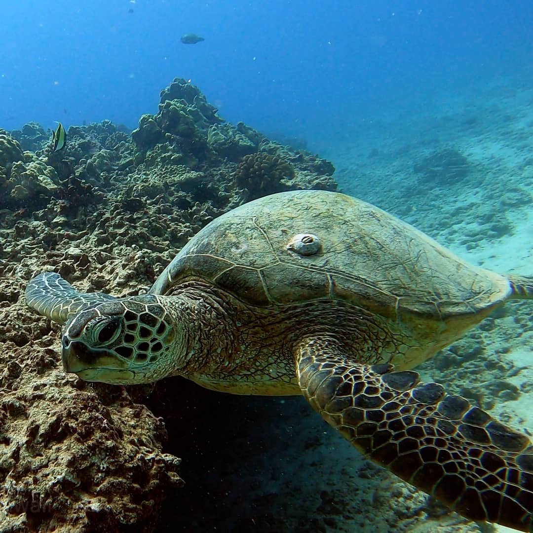 scuba diving honolulu on 10-19-2021