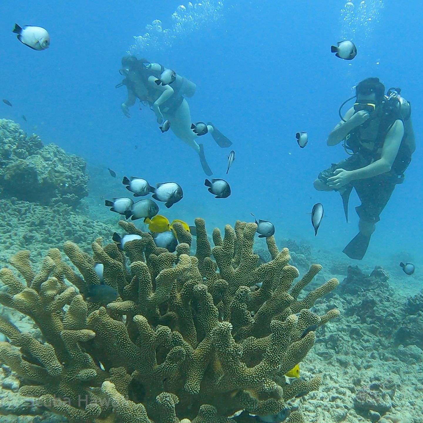 Scuba divers on Horseshoe Reef