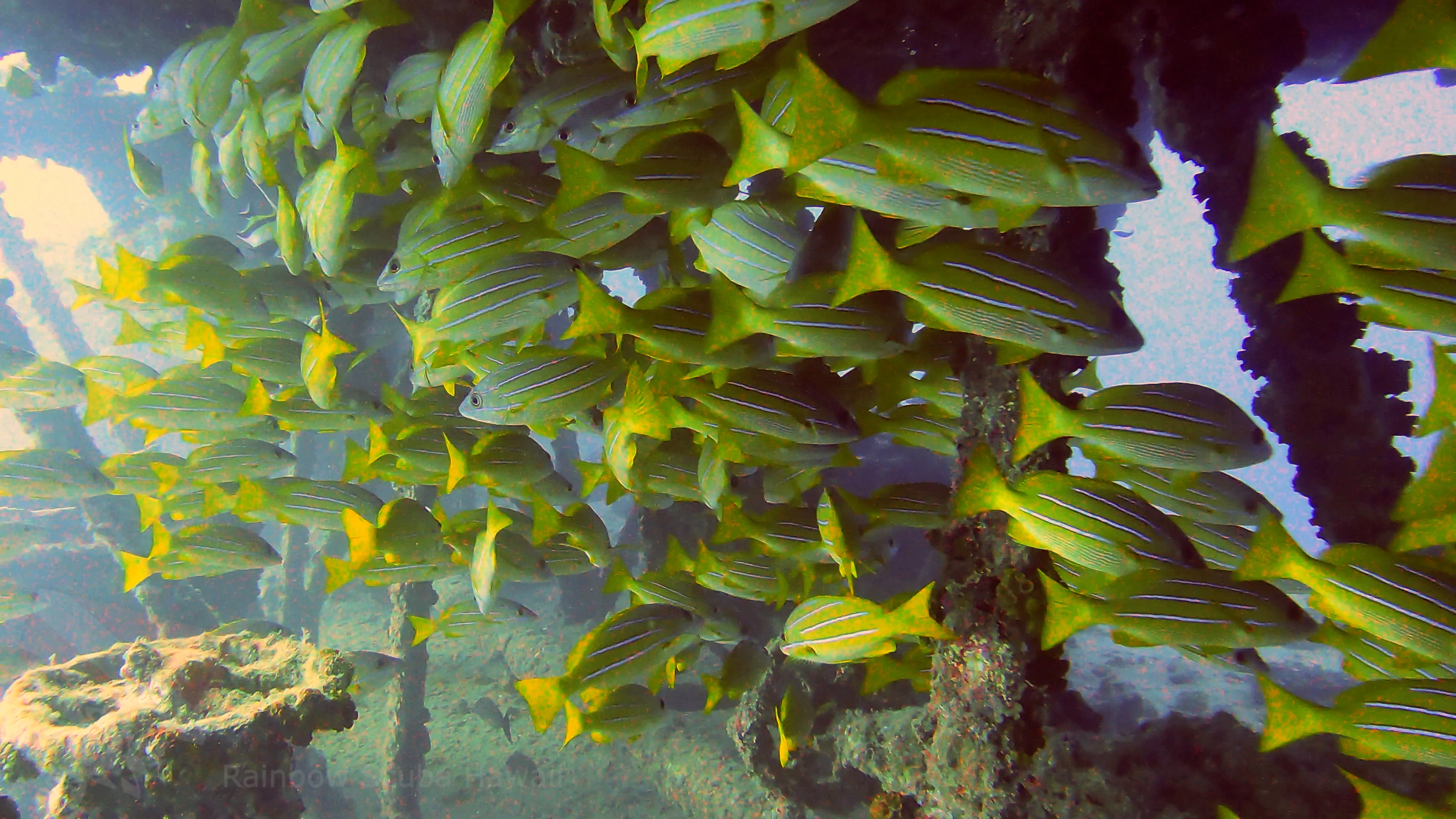 YO-257 Schools of Blue-line snapper