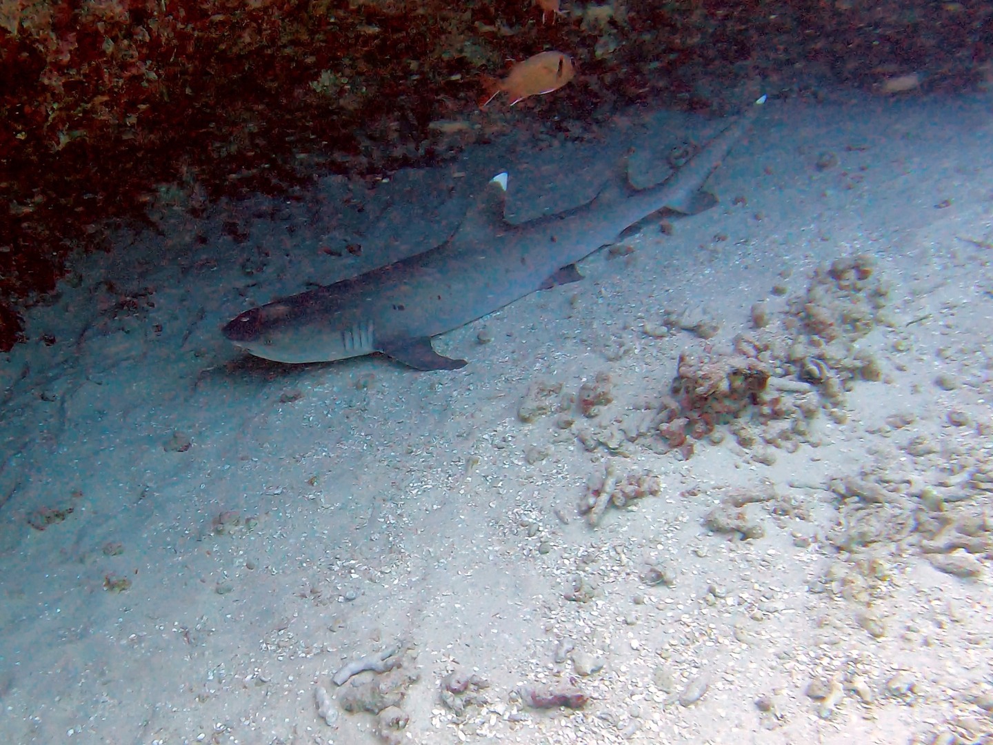 Scuba Divers in Honolulu Encounter Sharks
