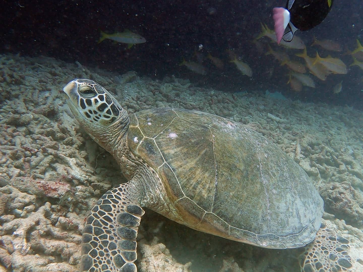 Best 5 Reasons To Try SCUBA In Hawaii