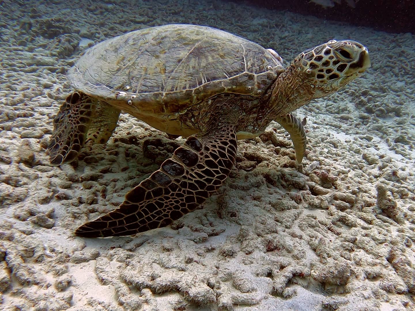 scuba diving honolulu dive tour