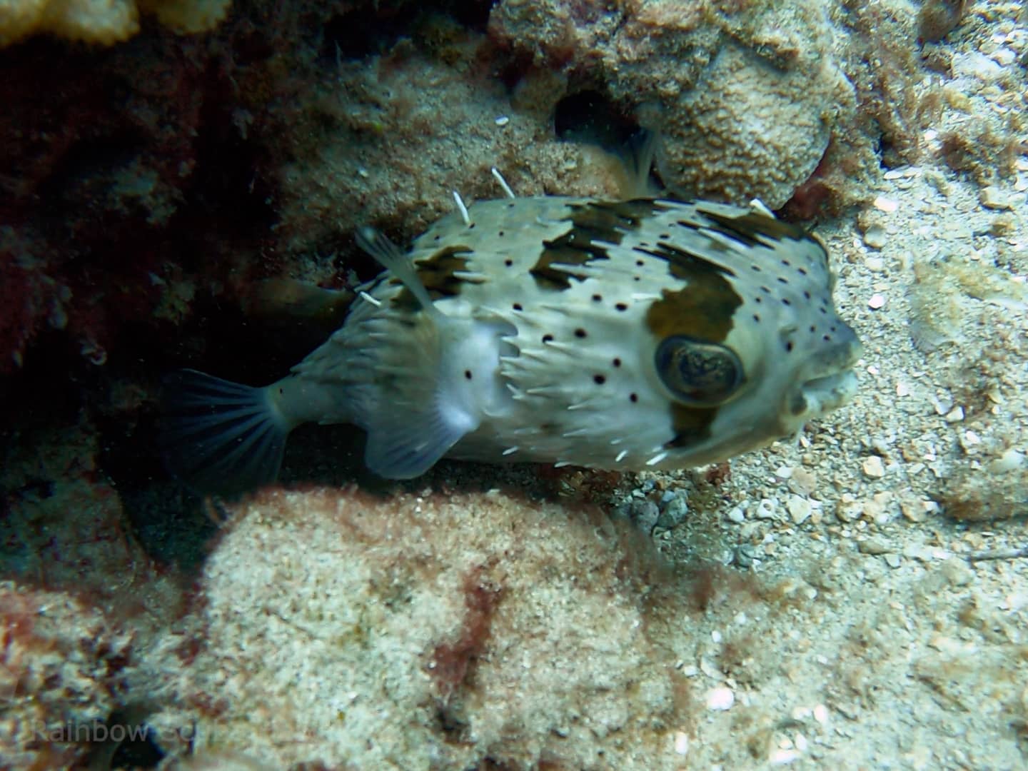 What Is SCUBA Diving Like In Honolulu?